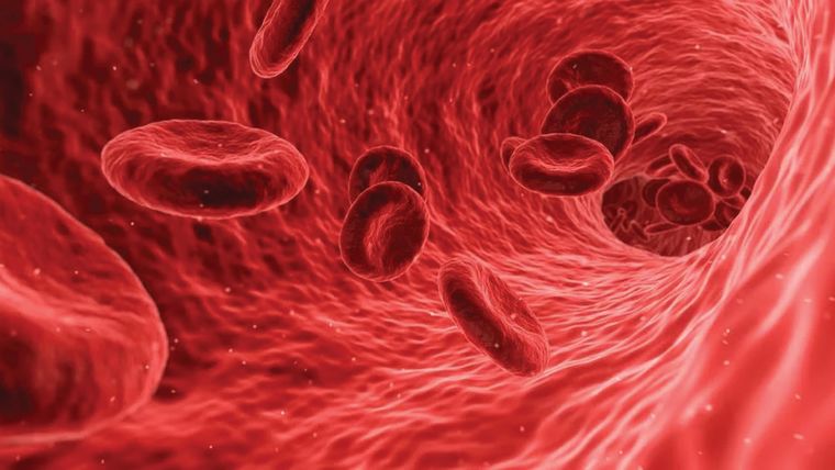 Image of red blood cells inside a blood vessel