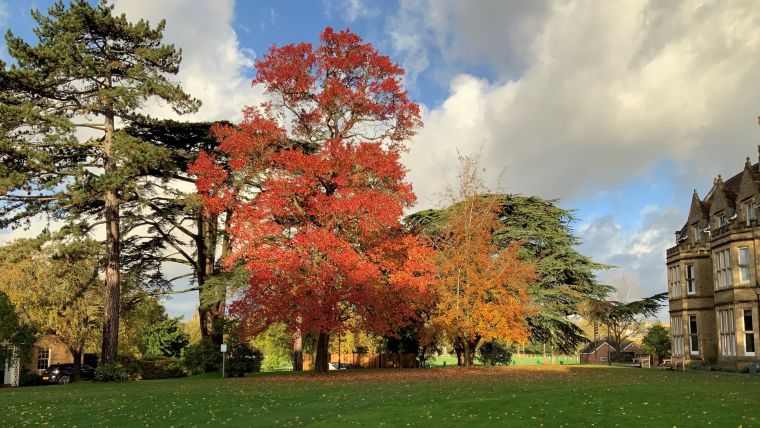 Photo of an autumnal tree